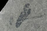 Pennsylvanian Scale Tree (Lepidodendron) Fossil Plate - Kentucky #137736-2
